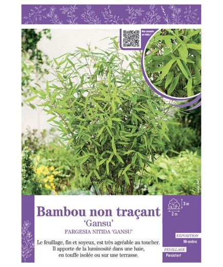 FARGESIA NITIDA GANSU voir Bambou non traçant