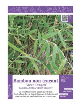 FARGESIA NITIDA GREEN DRAGON voir Bambou non traçant