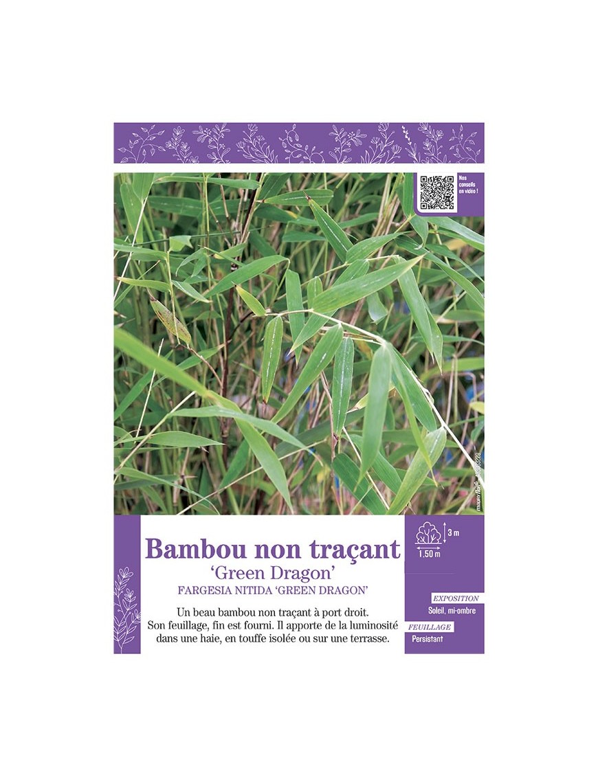 FARGESIA NITIDA GREEN DRAGON voir Bambou non traçant