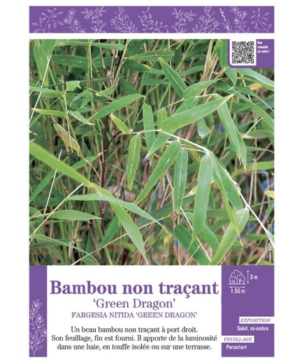 FARGESIA NITIDA GREEN DRAGON voir Bambou non traçant