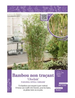 FARGESIA NITIDA OBELISK voir Bambou non traçant