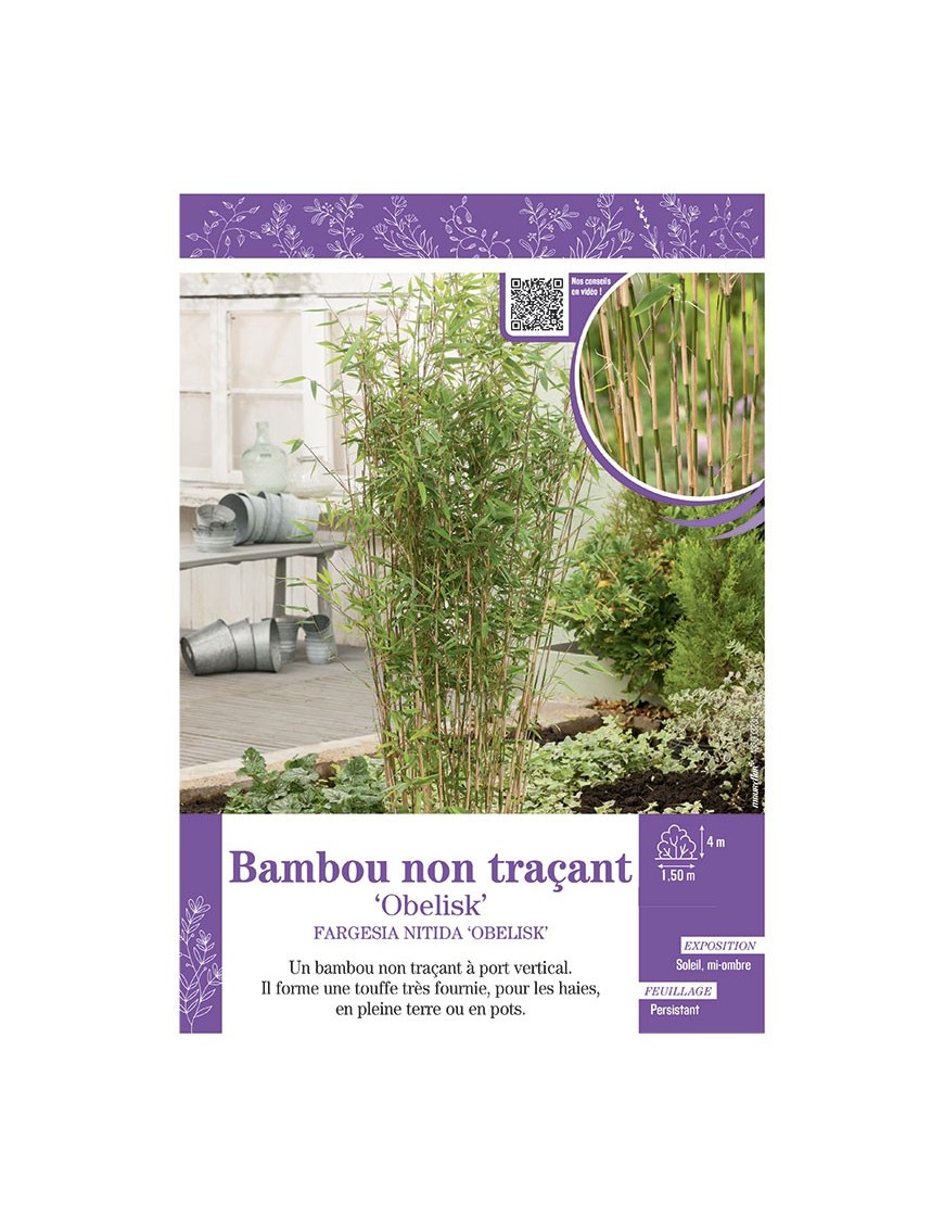 FARGESIA NITIDA OBELISK voir Bambou non traçant