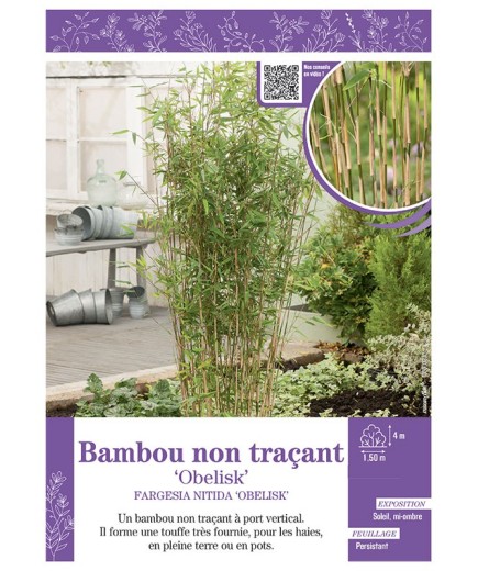 FARGESIA NITIDA OBELISK voir Bambou non traçant