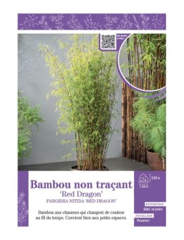 FARGESIA NITIDA RED DRAGON voir Bambou non traçant
