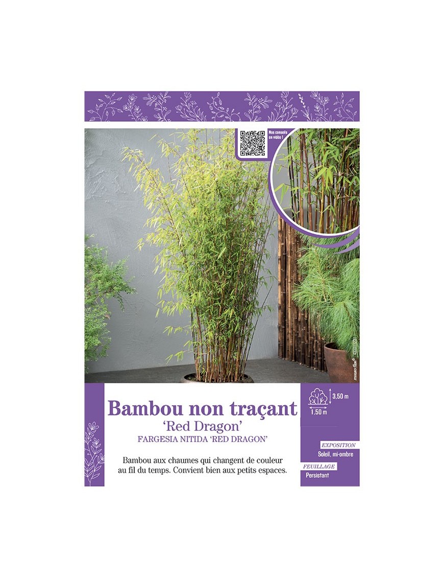 FARGESIA NITIDA RED DRAGON voir Bambou non traçant