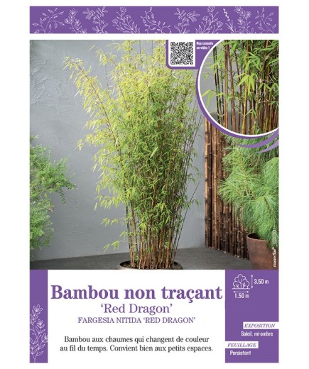 FARGESIA NITIDA RED DRAGON voir Bambou non traçant
