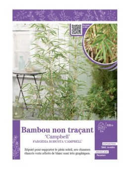 FARGESIA ROBUSTA CAMPBELL voir Bambou non traçant