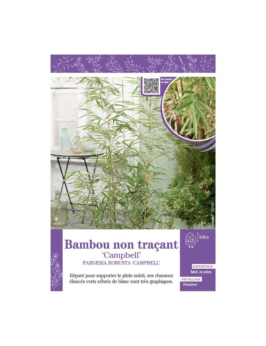 FARGESIA ROBUSTA CAMPBELL voir Bambou non traçant