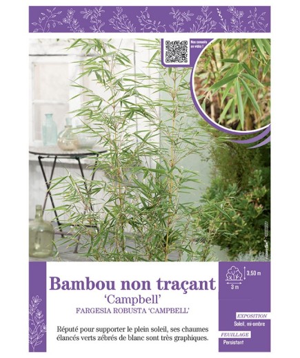 FARGESIA ROBUSTA CAMPBELL voir Bambou non traçant