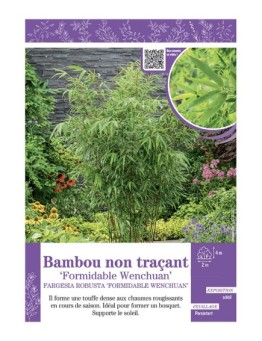 FARGESIA ROBUSTA FORMIDABLE WENCHUAN voir Bambou non traçant