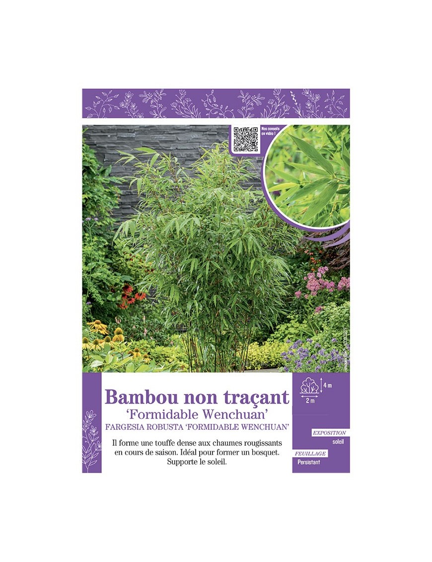 FARGESIA ROBUSTA FORMIDABLE WENCHUAN voir Bambou non traçant