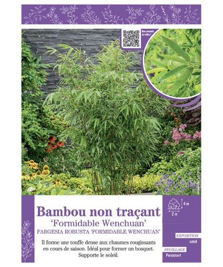 FARGESIA ROBUSTA FORMIDABLE WENCHUAN voir Bambou non traçant