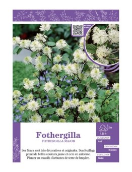 FOTHERGILLA MAJOR