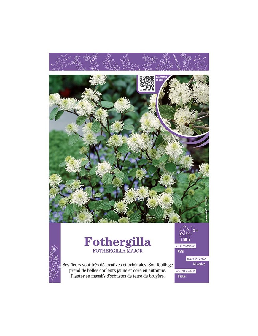 FOTHERGILLA MAJOR