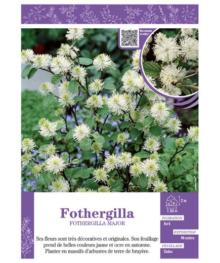 FOTHERGILLA MAJOR