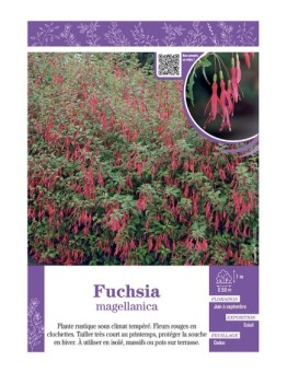 FUCHSIA MAGELLANICA