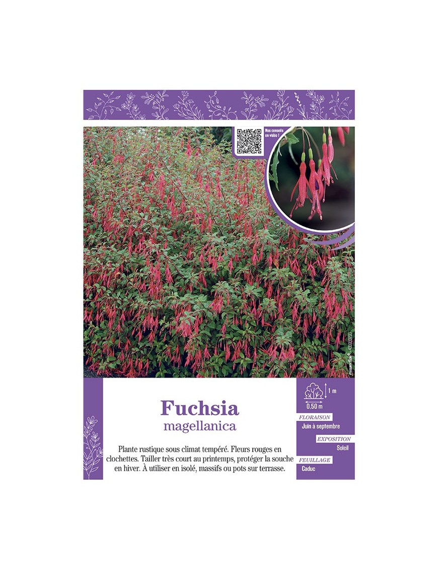 FUCHSIA MAGELLANICA