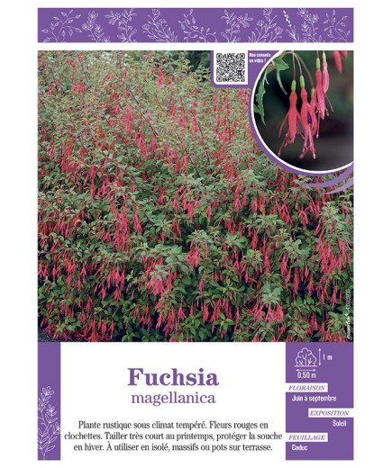 FUCHSIA MAGELLANICA