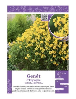 GENISTA HISPANICA voir GENÊT D'ESPAGNE