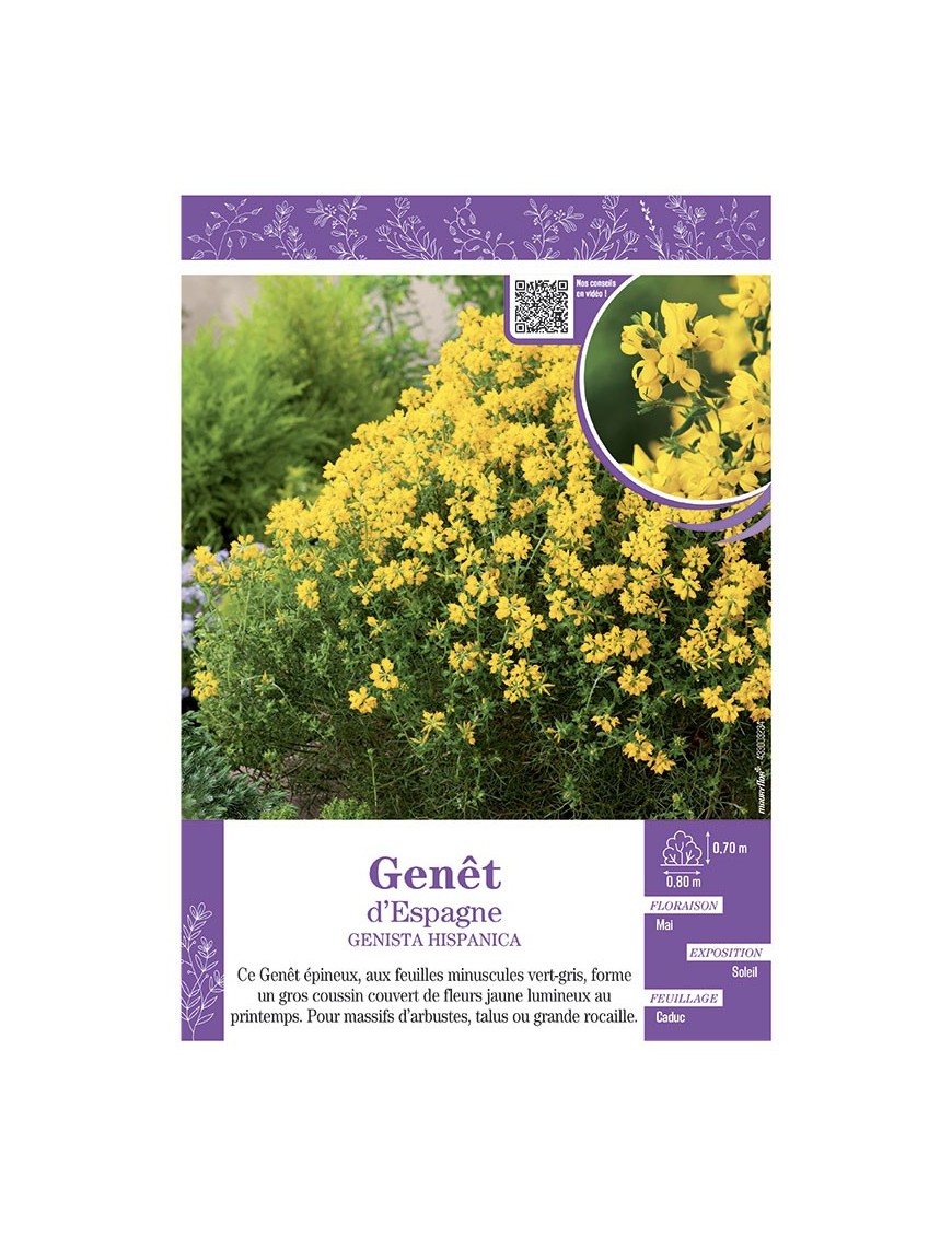 GENISTA HISPANICA voir GENÊT D'ESPAGNE