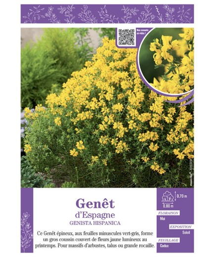 GENISTA HISPANICA voir GENÊT D'ESPAGNE