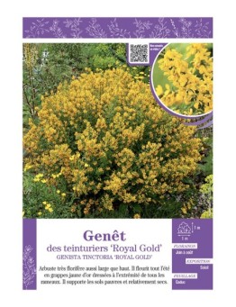 GENISTA TINCTORIA ROYAL GOLD voir GENÊT DES TEINTURIERS