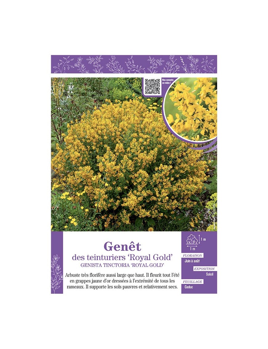 GENISTA TINCTORIA ROYAL GOLD voir GENÊT DES TEINTURIERS