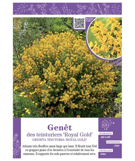 GENISTA TINCTORIA ROYAL GOLD voir GENÊT DES TEINTURIERS
