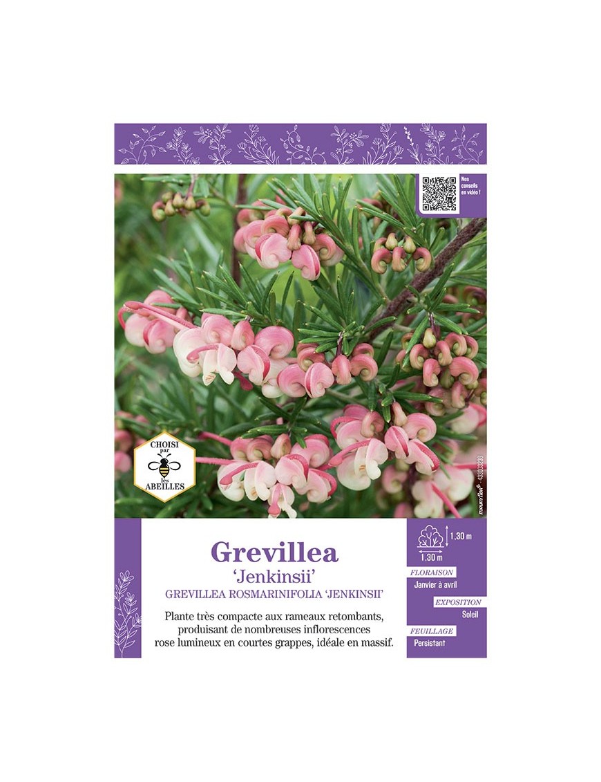 GREVILLEA ROSMARINIFOLIA JENKINSII voir Grevillea