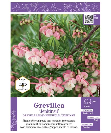 GREVILLEA ROSMARINIFOLIA JENKINSII voir Grevillea