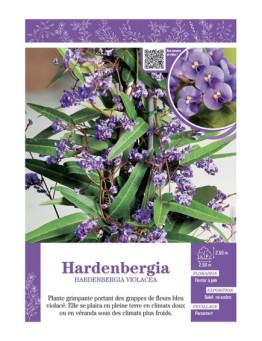 HARDENBERGIA VIOLACEA (bleu)