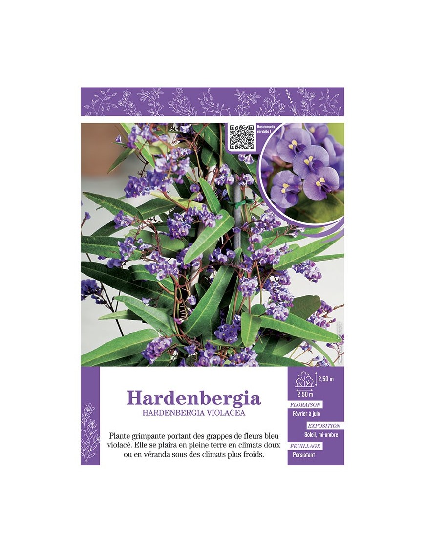 HARDENBERGIA VIOLACEA (bleu)
