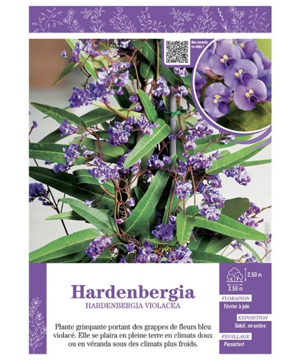 HARDENBERGIA VIOLACEA (bleu)