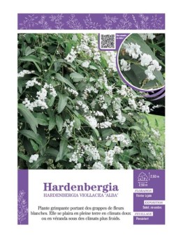 HARDENBERGIA VIOLACEA ALBA (blanc)