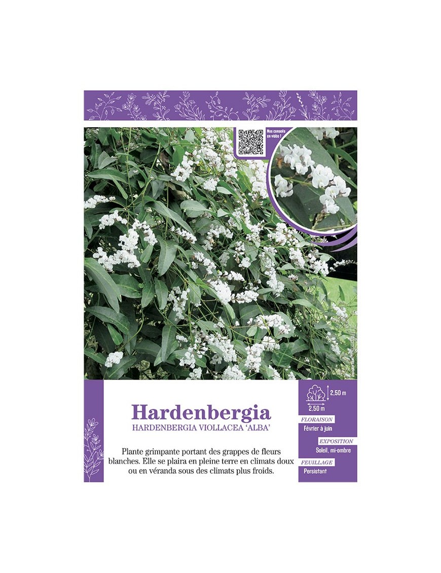 HARDENBERGIA VIOLACEA ALBA (blanc)