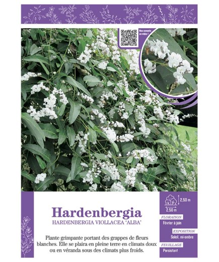 HARDENBERGIA VIOLACEA ALBA (blanc)