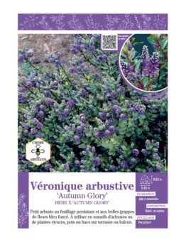 HEBE X AUTUMN GLORY voir Véronique arbustive