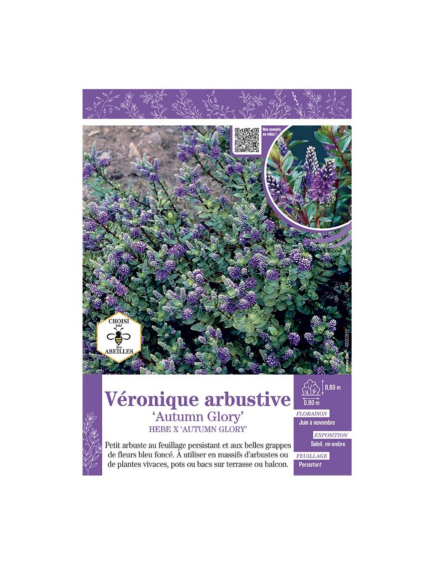 HEBE X AUTUMN GLORY voir Véronique arbustive