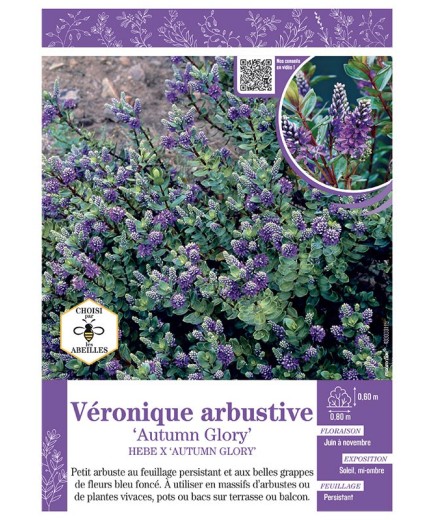 HEBE X AUTUMN GLORY voir Véronique arbustive