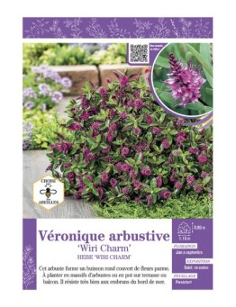 HEBE WIRI CHARM voir Véronique arbustive