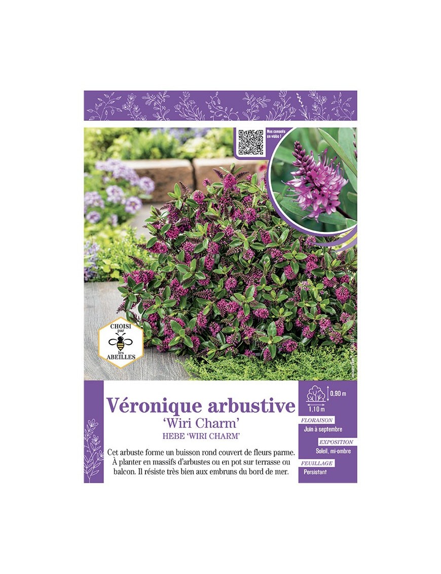 HEBE WIRI CHARM voir Véronique arbustive