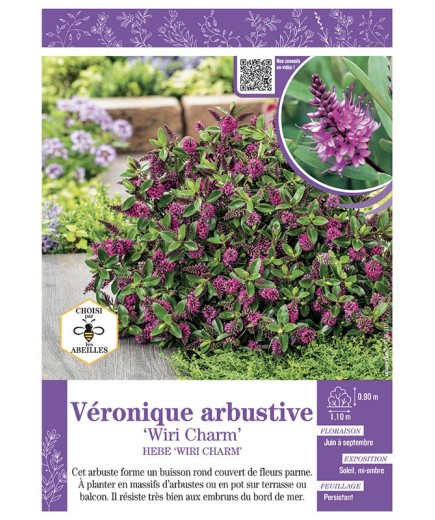 HEBE WIRI CHARM voir Véronique arbustive