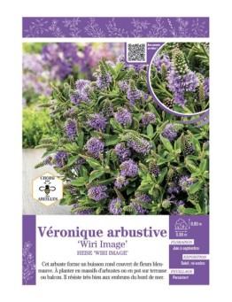 HEBE WIRI IMAGE voir Véronique arbustive