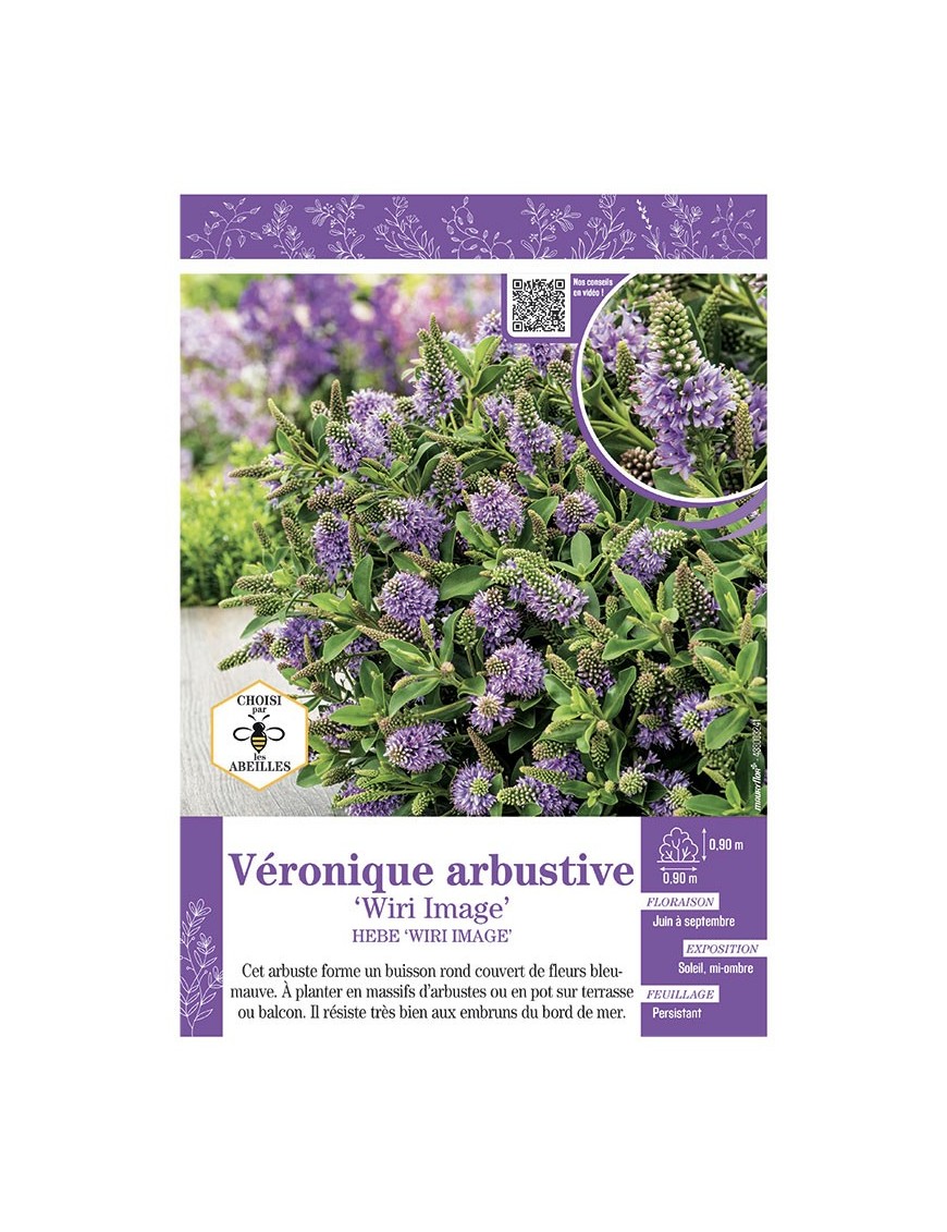 HEBE WIRI IMAGE voir Véronique arbustive