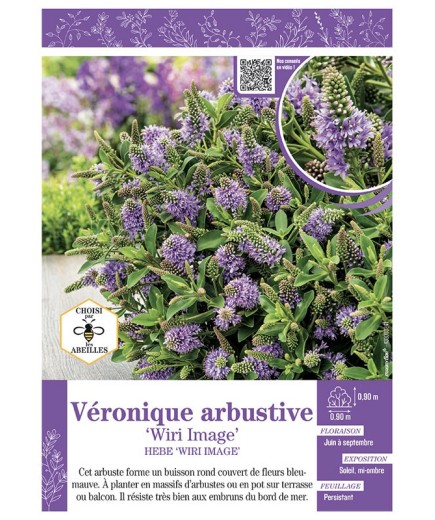 HEBE WIRI IMAGE voir Véronique arbustive