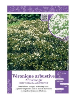 HEBE OCHRACEA ARMSTRONGII voir Véronique arbustive