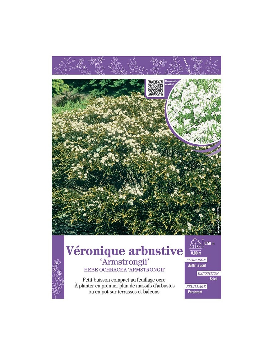 HEBE OCHRACEA ARMSTRONGII voir Véronique arbustive