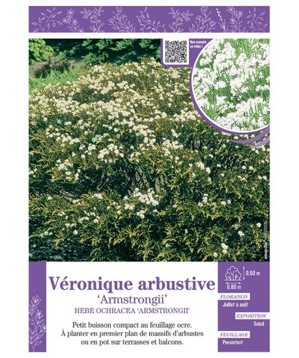 HEBE OCHRACEA ARMSTRONGII voir Véronique arbustive
