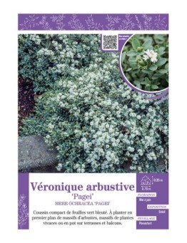 HEBE PINGUIFOLIA PAGEI voir Véronique arbustive
