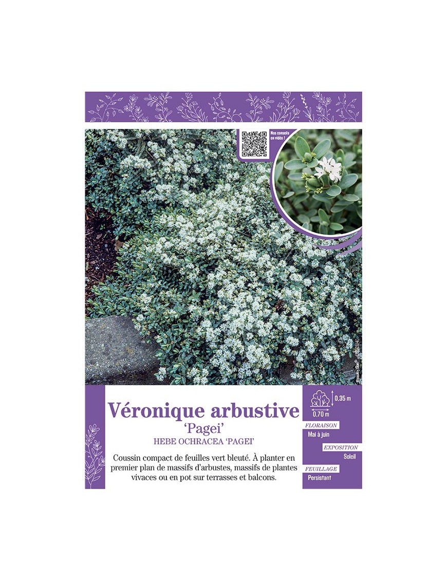 HEBE PINGUIFOLIA PAGEI voir Véronique arbustive